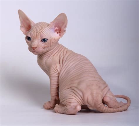 Pin By Starlingale Shelton On Kitty Cute Funny Animals Sphynx Cat Cats
