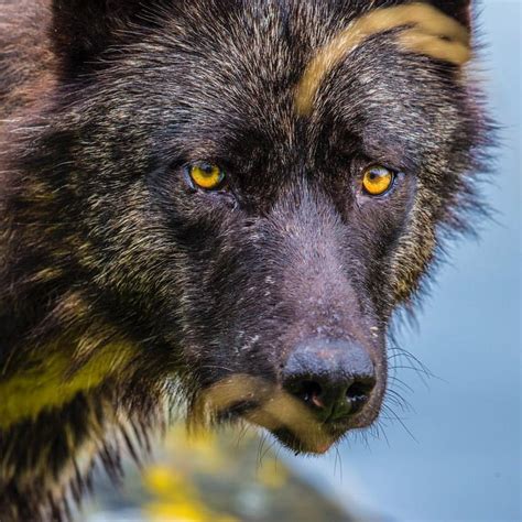 Photograph By Paulnicklen Staring Into The Yellow Eyes Of A Black