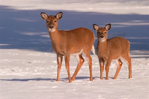 Two Deer In The Snow Stock Photo Image Of Deer Young 10347064