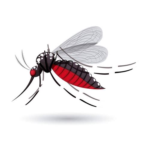 Gnat Bugs Silhouette Stock Photos Pictures And Royalty Free Images Istock
