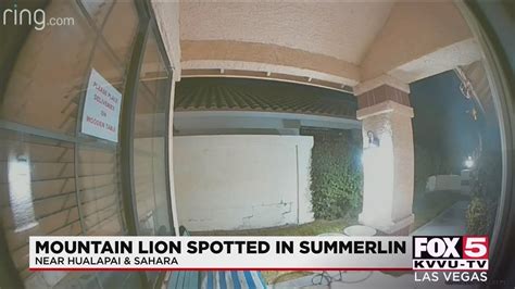 Mountain Lion Spotted In Las Vegas Neighborhood Youtube