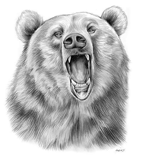 Growling Bear By Greg Joens Bear Drawing Pencil Drawings Of Animals