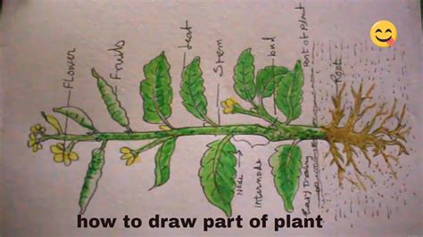 Top 78 Sketch Of Mustard Plant Ineteachers