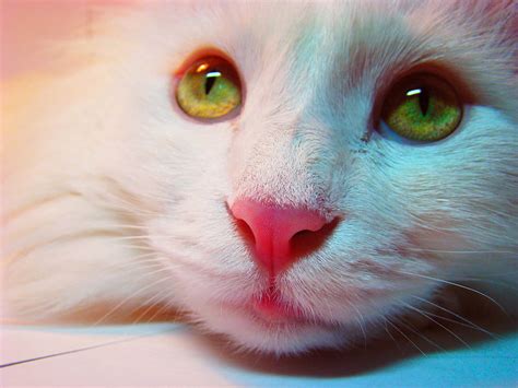 Red Nose Cat Kitten Animals Lovely Kitty Eyes Cute Cat Nice Hd