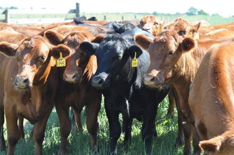 Culling Your Beef Cow Herd Msu Extension