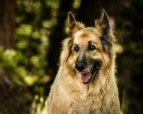 Wolfhound German Shepherd Mix Allgshepherds