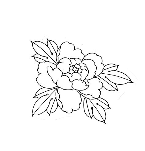 Traditional Japanese Peony Flower Flash Tattoo Sketch Design Sketch