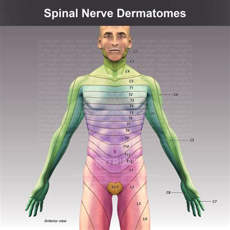 Anatomy Of The Spinal Nerves And Dermatomes Anaesthesia And Intensive