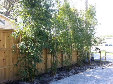 This Bamboo Looks Beautiful On The Fence Line Trees To Plant