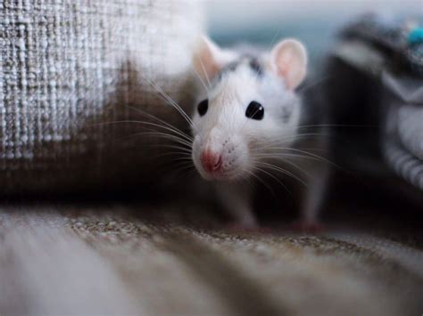 Which Smells Repel Mice? - Mouse Trap Guide