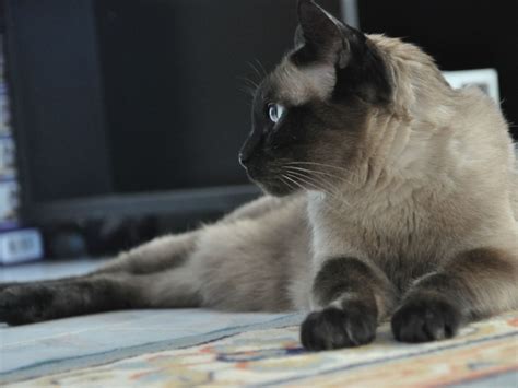Adult Siamese Cat Resting Wallpapers And Images Wallpapers Pictures