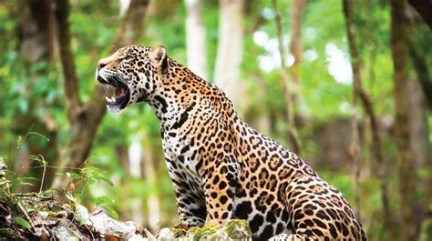Datos Curiosos Del Jaguar El Felino Más Grande De América La Verdad