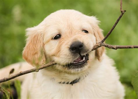 Golden retrievers are intelligent dogs. The Ultimate Guide to Golden Retriever Puppies | Rover.com