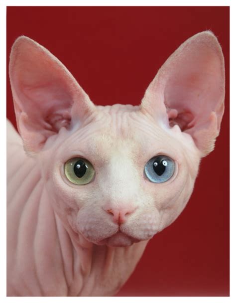 She was the most affectionate cat i've ever known. Sphynx Cat coloring, Download Sphynx Cat coloring for free ...