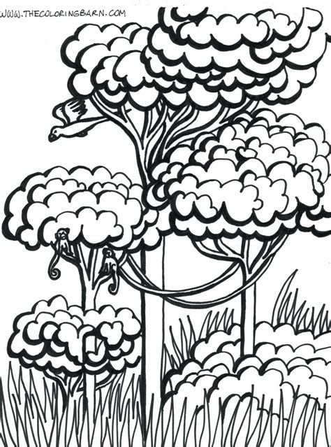 Tropical Rainforest Layers Facts Sketch Coloring Page