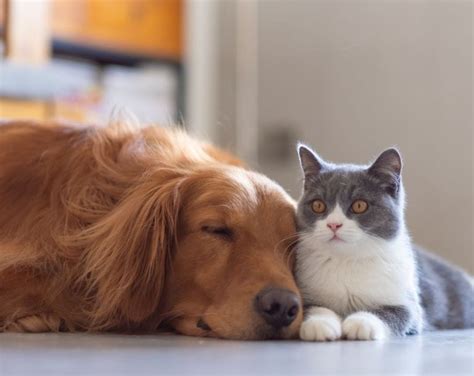 principais cuidados pós operatório em cães e gatos