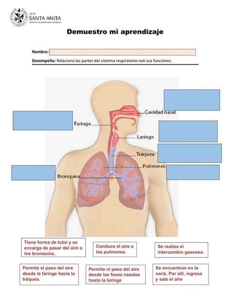 The Diagram Shows The Location Of The Lungs
