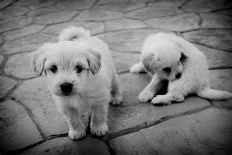 Black And White Picture Of Two Cute Little White Puppies In The Street