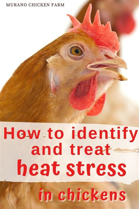 Identify And Treat Heat Stress In Chickens In 2021 Chickens Backyard