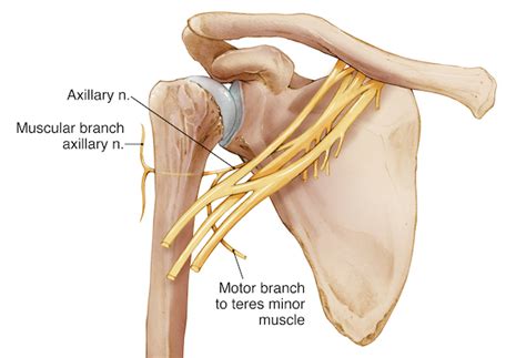 Anterior Shoulder Dislocation Axillary Nerve