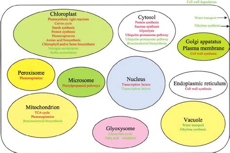 Diagrammatic Summary Of Cellular Metabolic And Regulatory Pathways