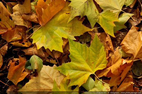 Feuilles Mortes En Automne Photo Le Blog