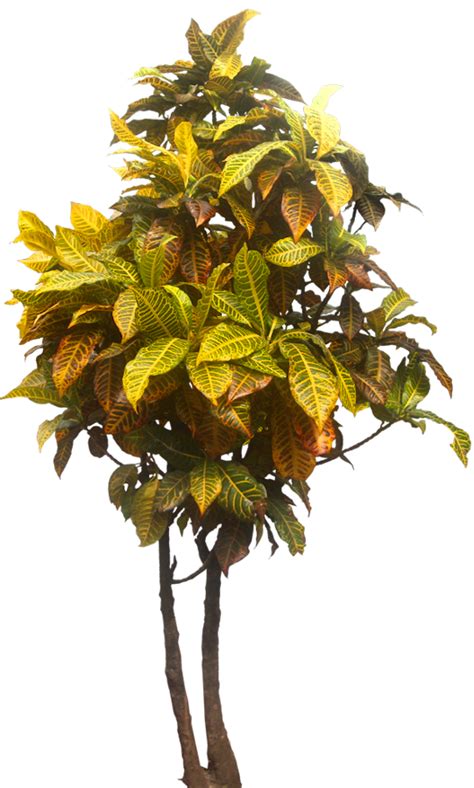 Tropical Plant Pictures: Codiaeum variegatum (Garden Croton)
