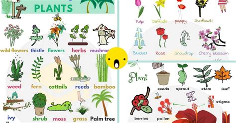 List Of Plant And Flower Names In English With Pictures E S L