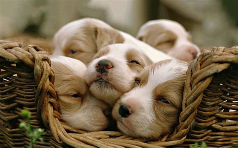 Ultra Hd Sleepy Puppies Cute Baby Animals Sleeping Puppies Puppies