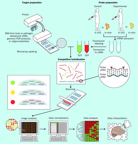 Chips With Everything Dna Microarrays In Infectious Diseases The