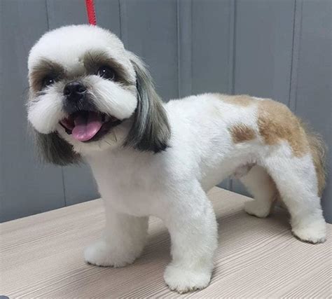 Top 10 Popular Shih Tzu Haircuts (30+ Pictures) | Page 2 of 10 | The Paws