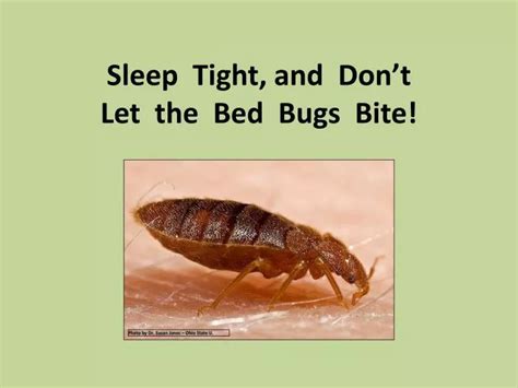 Ppt Sleep Tight And Dont Let The Bed Bugs Bite Powerpoint
