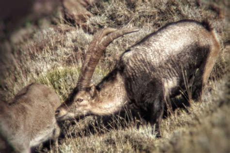 Southeastern Spanish Ibex Spanish Ibex Beceite