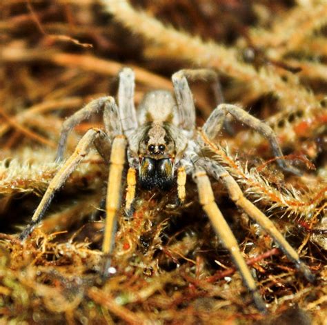 Hogna Maderiana Ex Schmitzi Porto Santo Wolf Spider — Arachnid Rarities