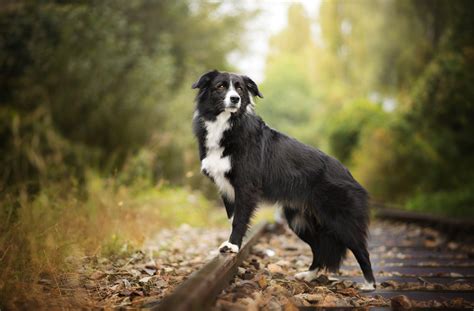 Border Collies Wallpapers Wallpaper Cave