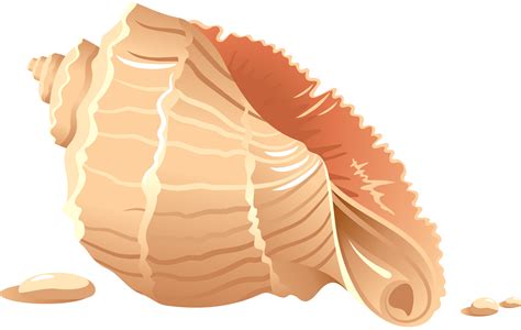 Seashell Png Transparent Image Download Size 4545x2885px
