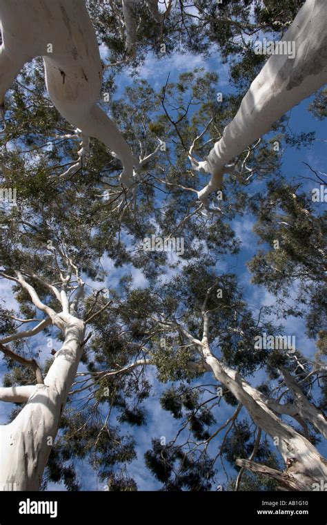 Australian Eucalyptus Trees Stock Photo Alamy