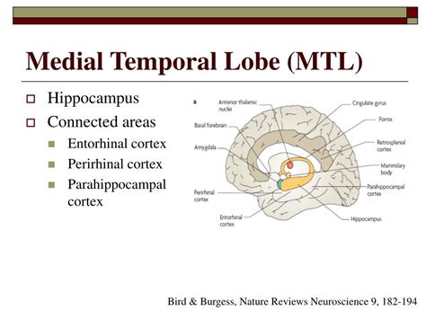 Medial Temporal Lobe Anatomy