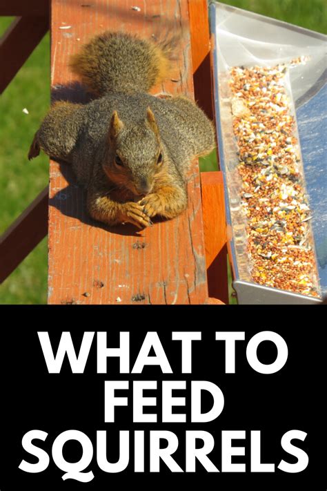 Here We Provide A Guide To What To Feed Squirrels In Your Backyard To