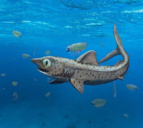 Devonian Period Shark Had Large Eyes And Unique Jaws Paleontology