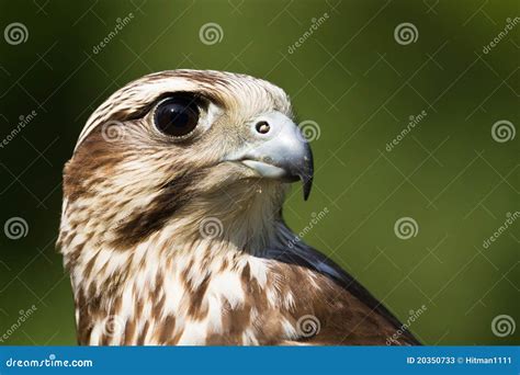 A Hawk Portrait Stock Image Image Of Blue Color Closeup 20350733