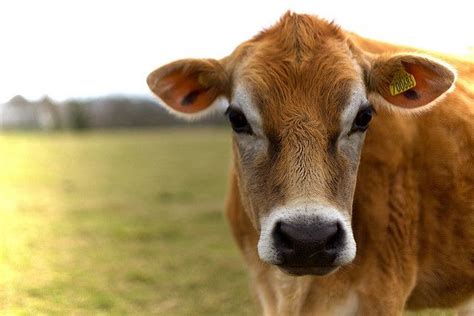 Jersey Cow By Markstevo Via Flickr Photography Cow Photography