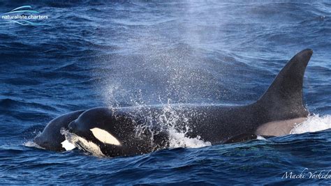 Super Pods And Surging Orca Naturaliste Charters