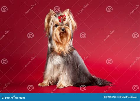 Young Yorkie Puppy On White Gradient Background Stock Image