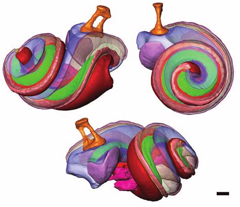 Three Views Of The Same 3d Inner Ear Model That Was Made From The