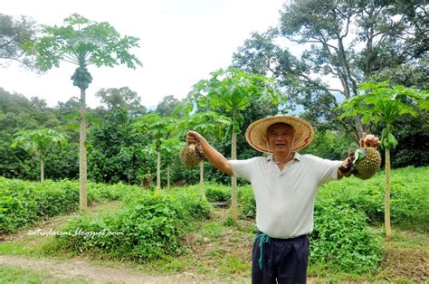 Karak organic durian farm darbojas lentes, orķestri un kori aktivitātēs. 乱以食为天: 【彭亨】加叻有机榴莲果园 Karak Organic Durian Farm