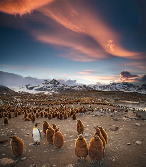King Penguin Colony South Georgia Photo Credit To Ian Parker In 2020 South Georgia Island