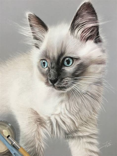 Theodore The Ragdoll Cat By Ivanhooart On Deviantart