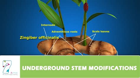 What are the features that distinguish a stem from a root? UNDERGROUND STEM MODIFICATIONS - YouTube