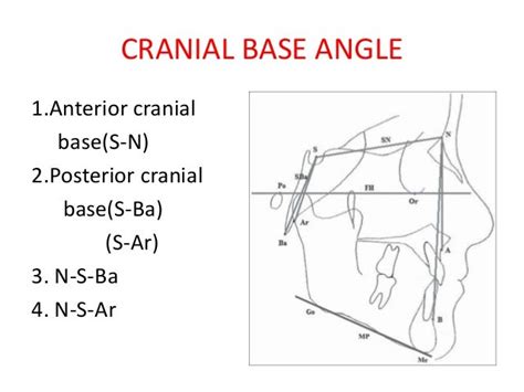 The Cranial Base Mens Self Improvement And Aesthetics